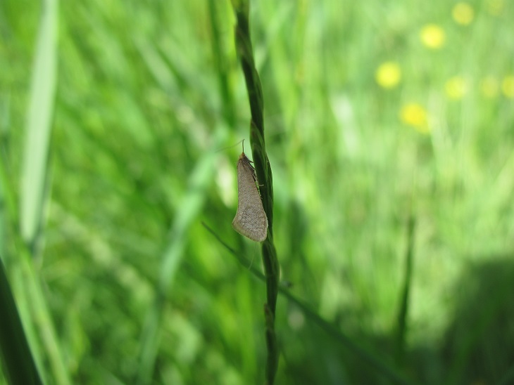 Nematopogon sp. da ID